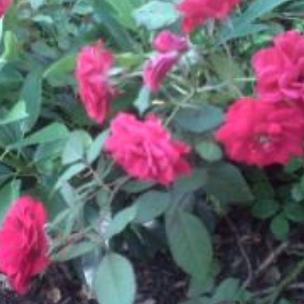 Meet your Posher, Raynell